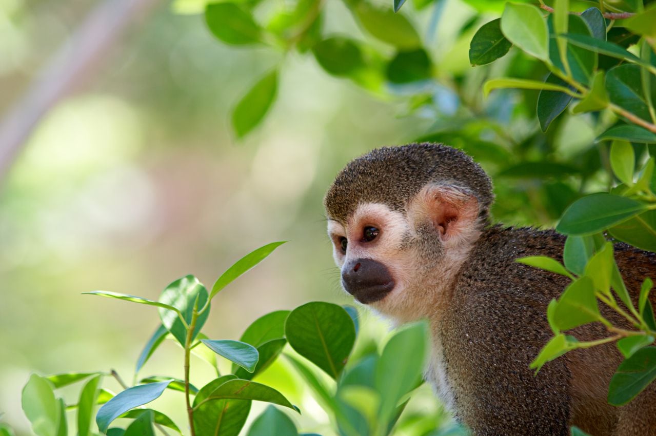El Mono ardilla es una de las especies más comunes y representativas del Amazonas.