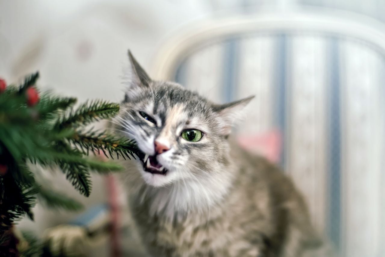 Gato comiendo plantas