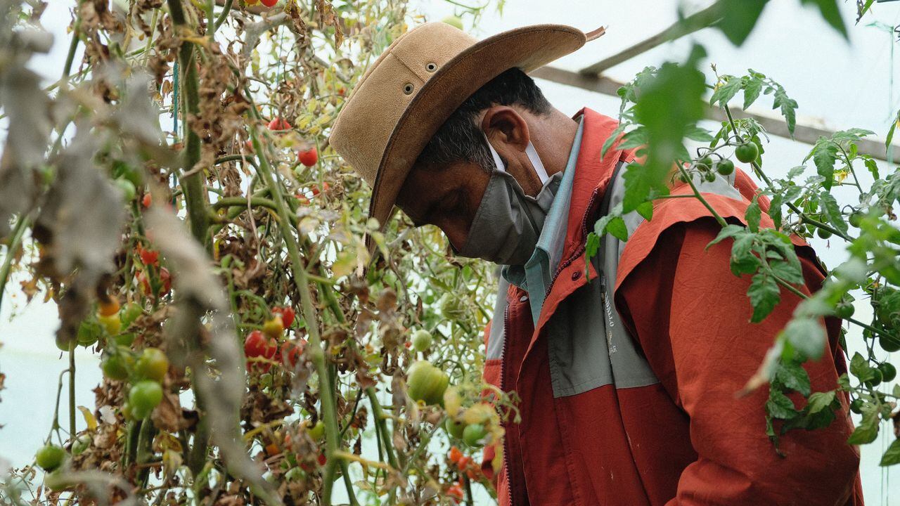 Más de 3.000 agricultores de las zonas rurales de Bogotá trabajan por la soberanía alimentaria.