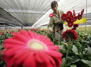Las flores por décadas han sido el producto líder de las exportaciones a Estados Unidos.