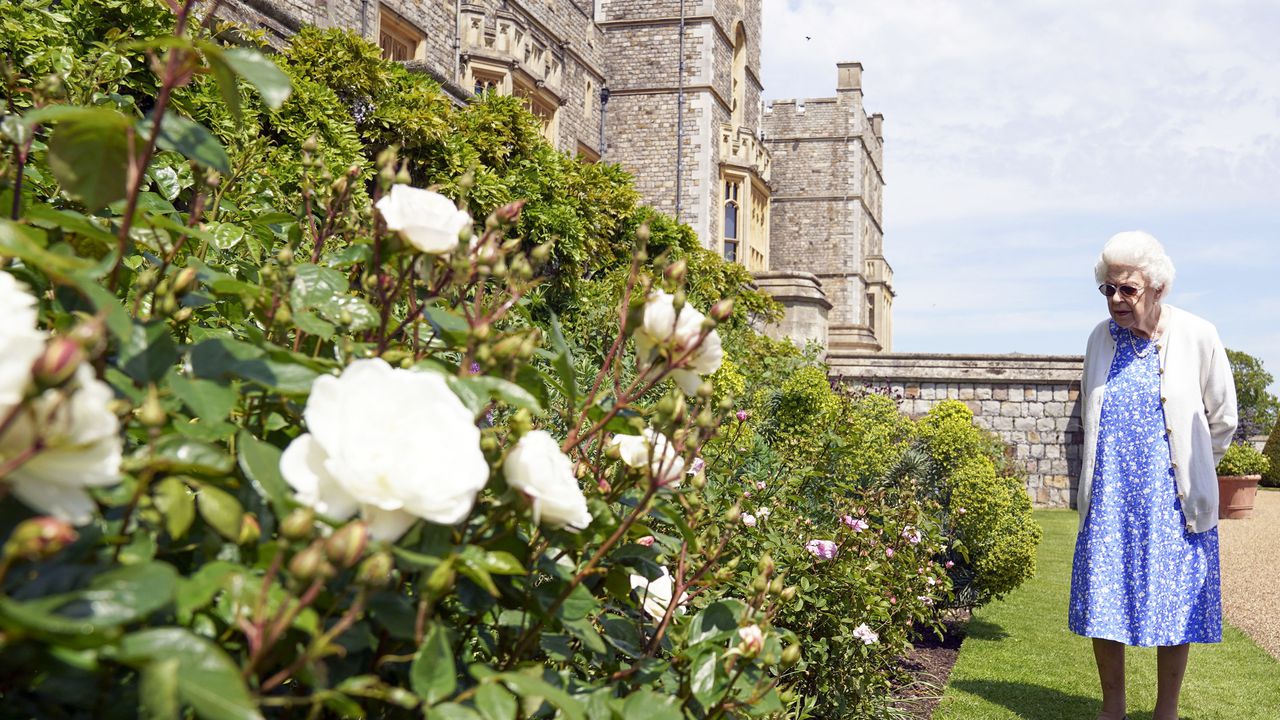 La reina presenció la siembra del arbusto de la flor en los jardines del ala este de Windsor.
