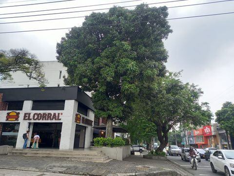 Árbol de mago, hamburguesas de El Corral Avenida Sexta.