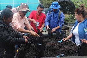 Los viveros comunitarios desarrollados en páramos son clave para restaurar estos ecosistemas.