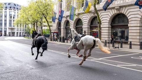 Dos caballos sueltos corren por las calles de Londres cerca de Aldwych, el miércoles 24 de abril de 2024. (Jordan Pettitt/PA via AP)
