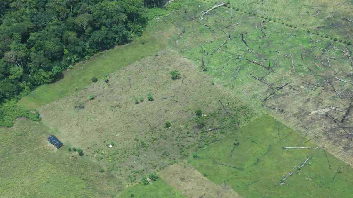 La motosierra sigue gobernando en la Amazonia colombiana. Foto: Rodrigo Botero | Trágico: Deforestación aumentó 83% en Meta, Guaviare y Caquetá | Noticias hoy 