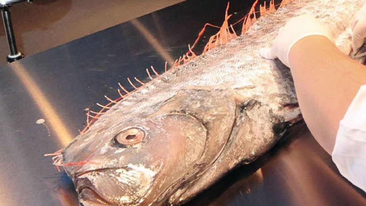 El pez remo encontrado en Ecuador, hace creer que pueda ocurrir un sismo en los próximos días (imagen de referencia)