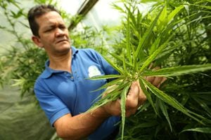 Por lo menos 41 licencias para la investigación, producción y comercialización del cannabis medicinal se han tramitado en Cundinamarca.