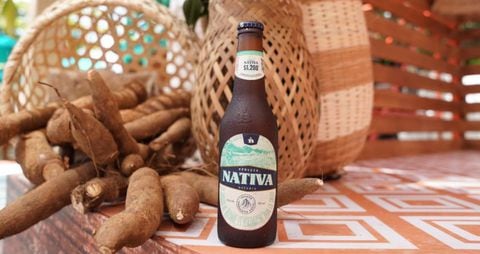 La yuca utilizada para fabricar la nueva cerveza Nativa fue cultivada en los municipios de Colosó, Corozal, Galeras, El Roble, Los Palmitos, Sampués, San Marcos, San Pedro, Sincé, San Antonio de Palmito y Sincelejo.