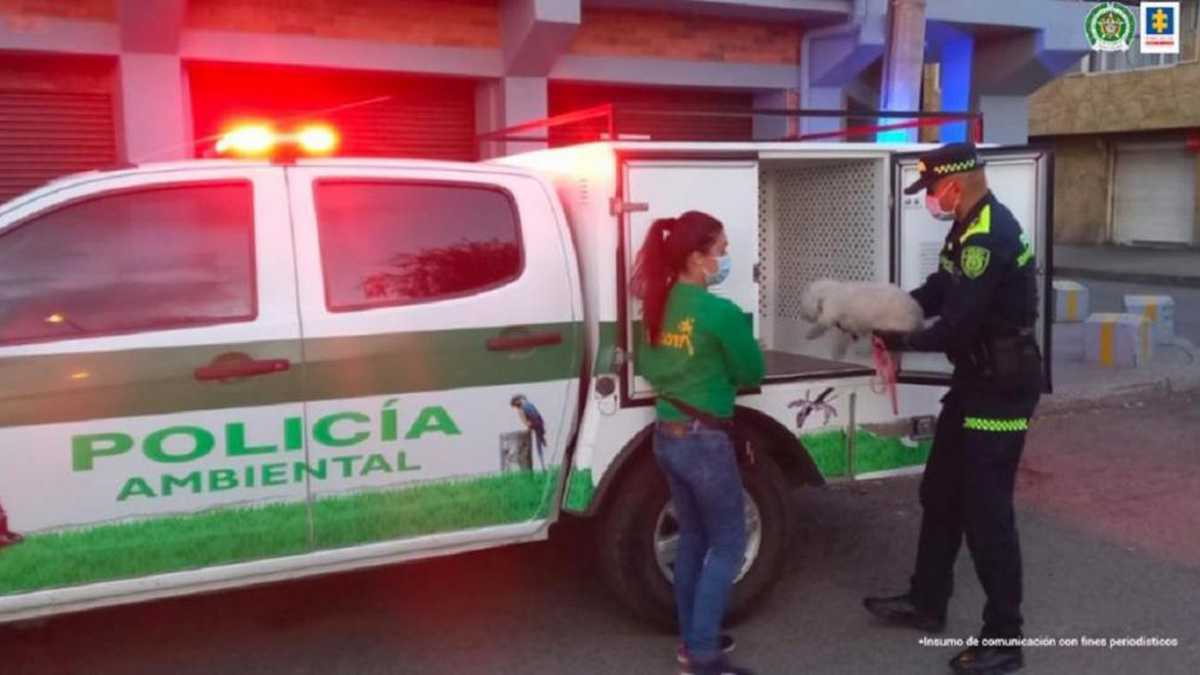 Perra maltratada en Bogotá