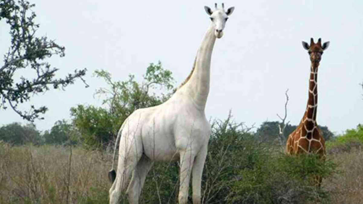 En el mundo solo habían sido avistadas tres jirafas blancas. Foto: HANDOUT / CATERS NEWS AGENCY / AFP