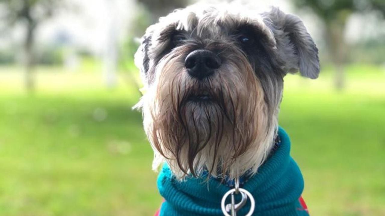Tato, el Schnauzer que devolvieron muerto de una guardería canina en Bogotá. Compartió durante 14 años con sus dueños y un bull terrier a quien los dueños del lugar de mascotas acusó de haber sido el atacante.