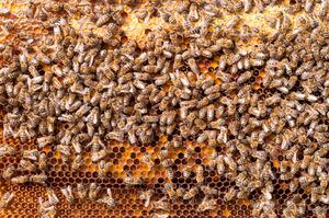 Bees Natural beebread in honeycombs ambrosia apitherapy nutritional.