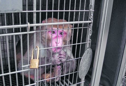 Los monos usados en experimentación científica en ocasiones permanecen en jaulas diminutas y en condiciones deplorables de alimentación y bienestar animal en general.
