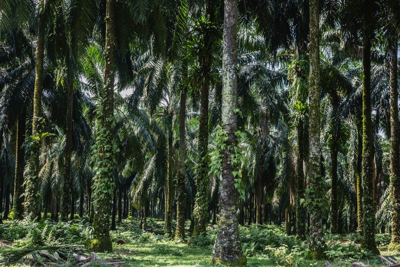 Según Fedepalama, Colombia es el cuarto productor de palma de aceite.