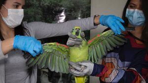 Las aves se han constituido en los animales de fauna silvestre más decomisados por las autoridades en este 2020. Foto: Secretaría de Ambiente de Bogotá. 