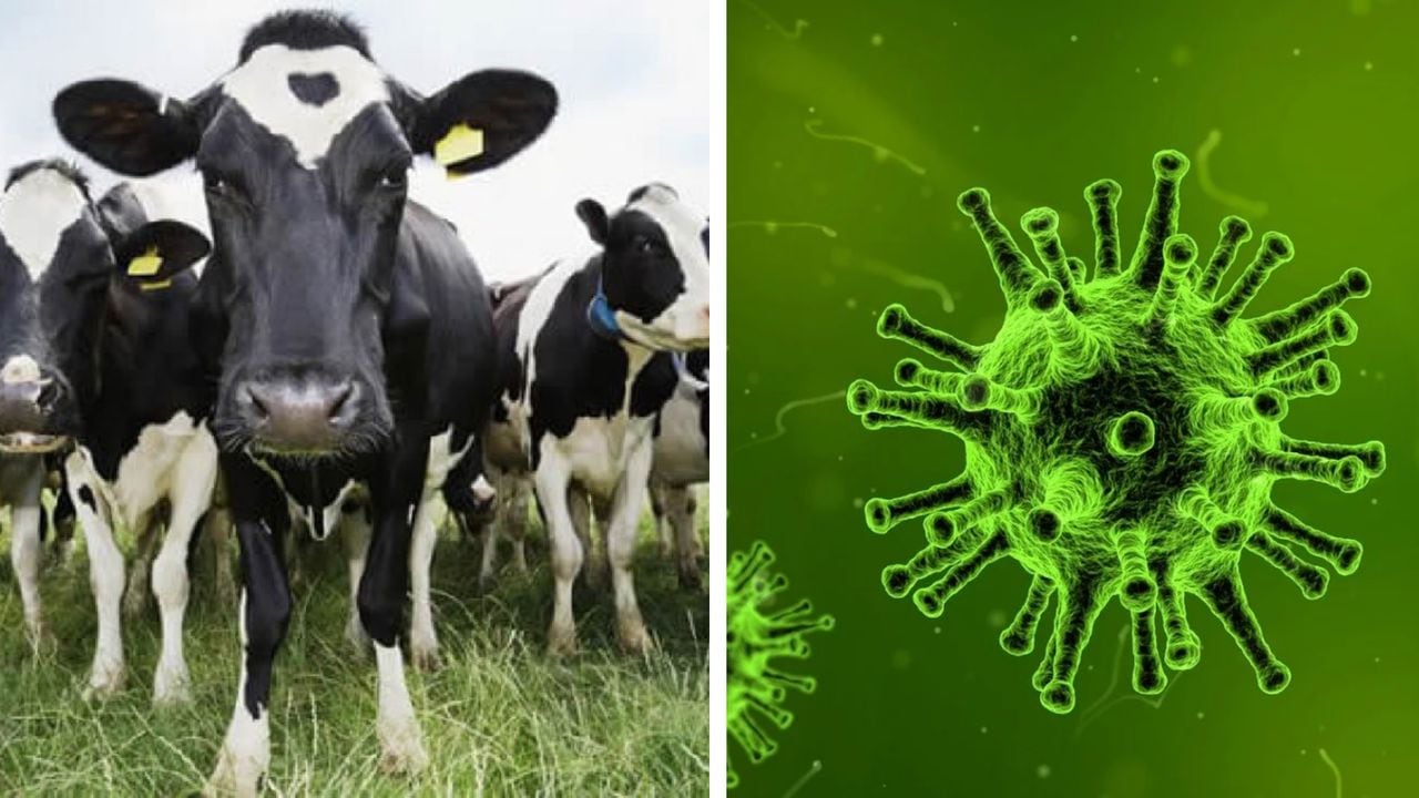 En Países Bajos se presentó una infección en una vaca.