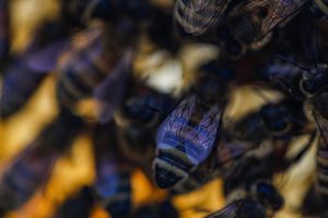 Las abejas se alimentan de una mezcla de azúcar, sacarosa y harina, así como de otros ingredientes, que les dan para sobrevivir a la escasez de alimentos provocada por una sequía en curso, en Colina, en las afueras de Santiago, Chile, el domingo 2 de enero de 2019. 30 de enero de 2022. “Las abejas se debilitan con agua azucarada. Foto AP /Esteban Felix
