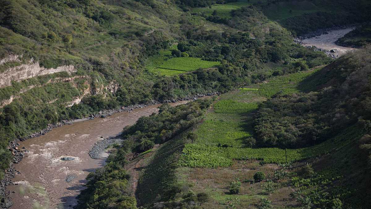 Un alto porcentaje de las 36.963 hectáreas sembradas de coca en Nariño, está alrededor de fuentes hídricas, como el Rio Patía