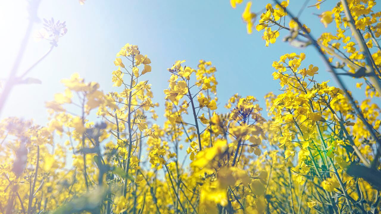 Las flores amarillas representan la llegada de la primavera