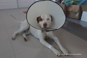 Snoopy el perro que fue agredido por un hombre con unas tijeras en un ojo.