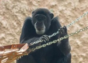 'Pancho', el chimpancé del Bioparque Ukumarí en Palmira.