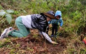 Adultos, niños y jóvenes han participado de las jornadas de siembra de árboles en el Valle del cauca.