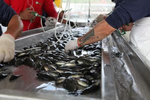 Consumo de pescado en Semana Santa Consumo de pescado en Semana Santa