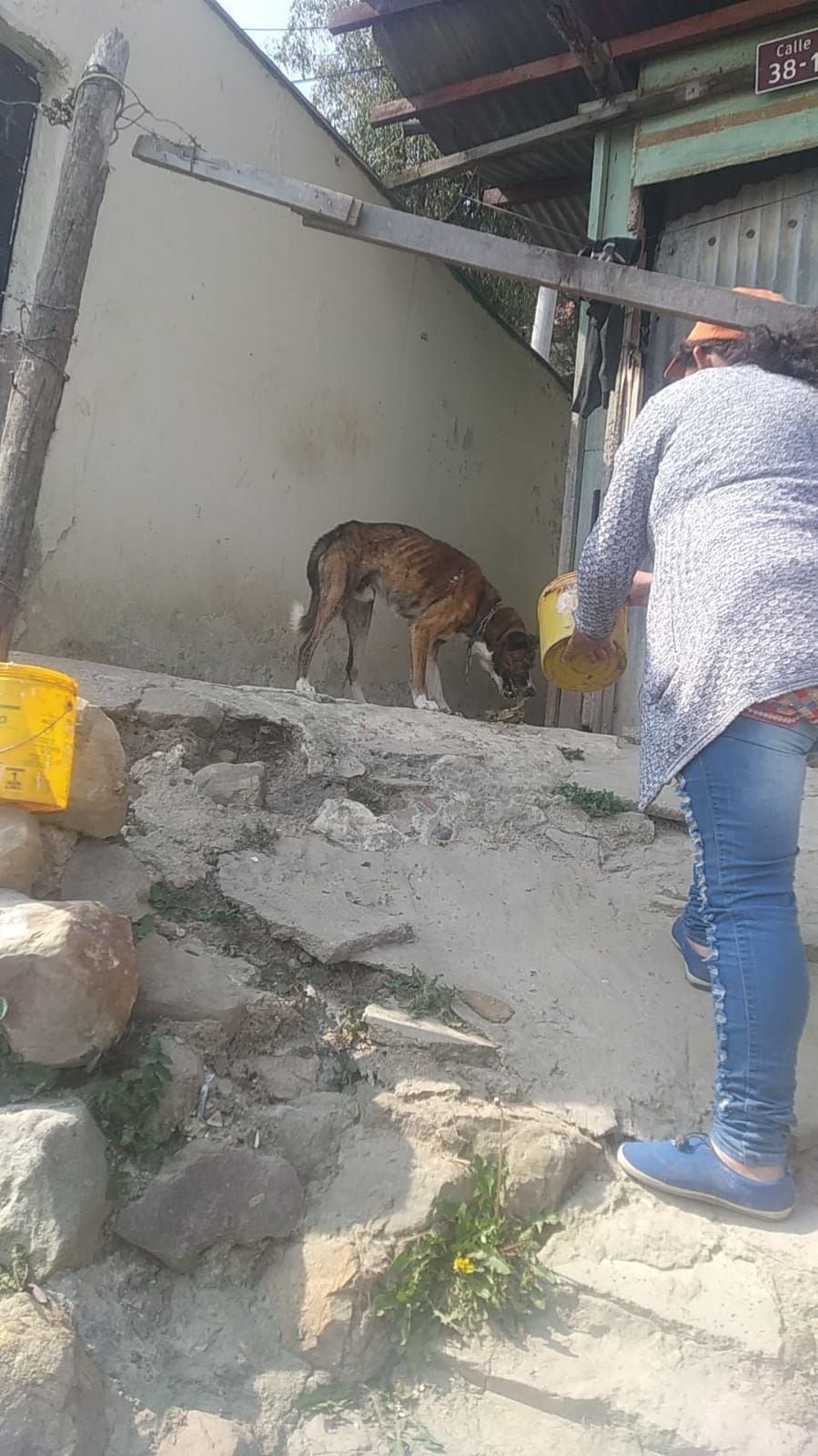 Intolerantes mataron y desaparecieron perros y gatos de un refugio en Soacha