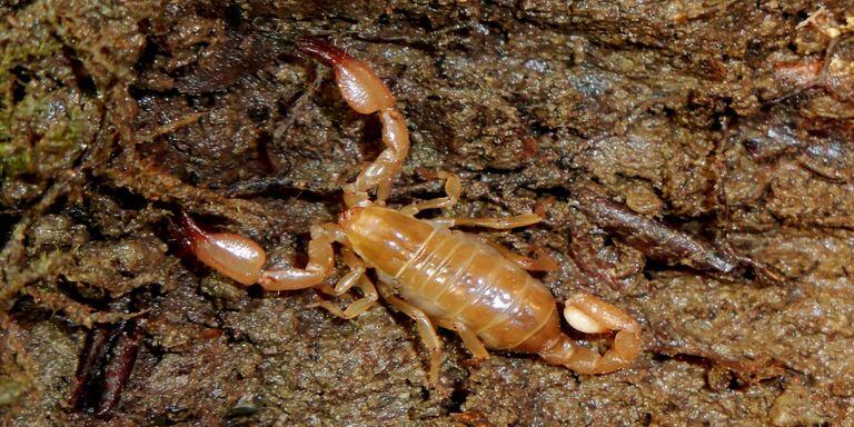 Plaga de escorpiones deja más de 500 personas afectadas