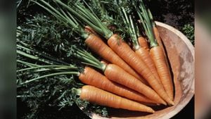La zanahoria es fuente de vitamina A y carotenoides. Foto: GettyImages.