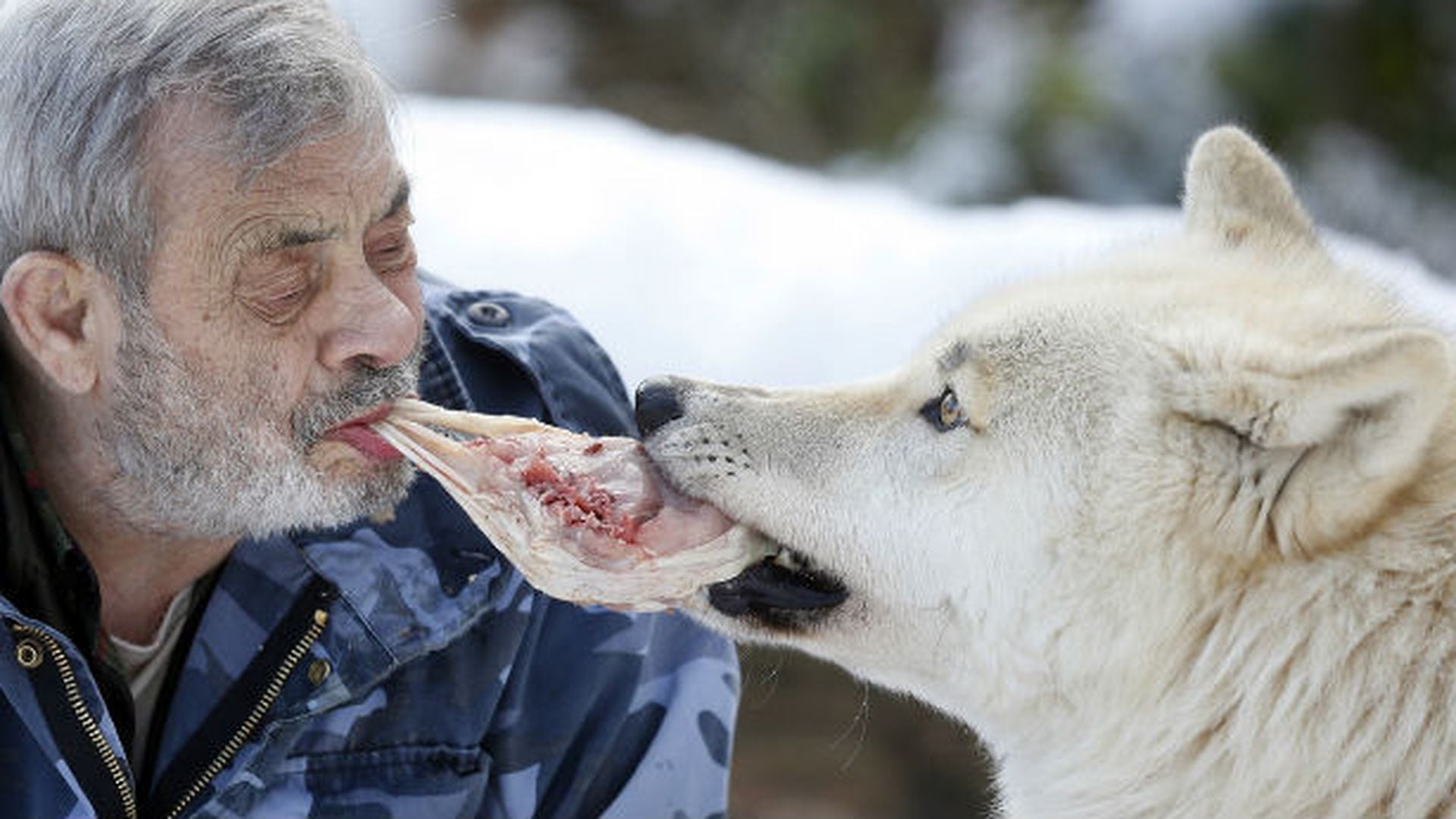 El hombre que vive con 25 lobos salvajes y los alimenta con su boca
