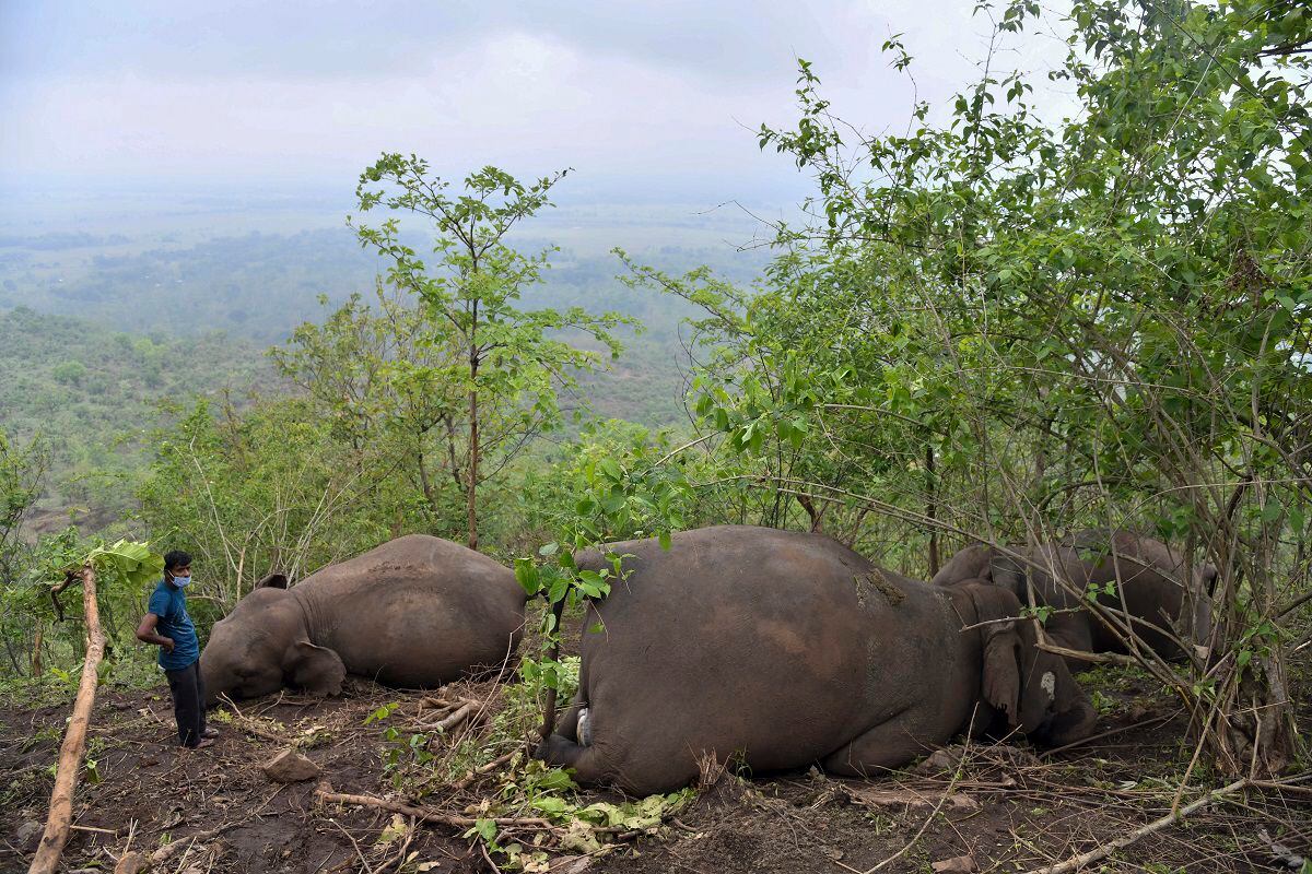 Elefantes muertos en India por un rayo
