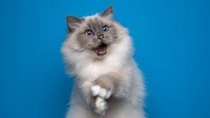 divertido gato birmano juguetón con ojos azules mirando un retrato impactado sobre fondo azul con la boca abierta y espacio para copiar
