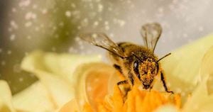 Las abejas fueron consideradas como el ser vivo más importante del planeta por el Instituto Earthwatch en 2019. Foto: Pixabay. 