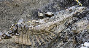 El fósil fue descubierto en Coahuila.