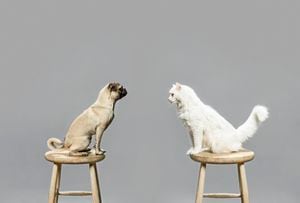 Perros y gatos: consejos para mejorar la convivencia en la misma casa