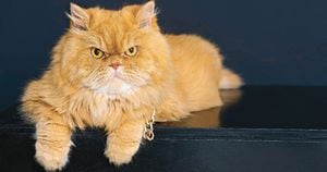 Akira es una gata de raza persa. Tiene ocho años y los principales cuidados de su salud radican en una alimentación adecuada.