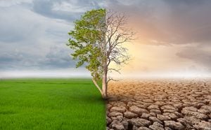 Árbol medio vivo y medio muerto en pie en las áreas del paisaje, el concepto de clima ha cambiado y el calentamiento global