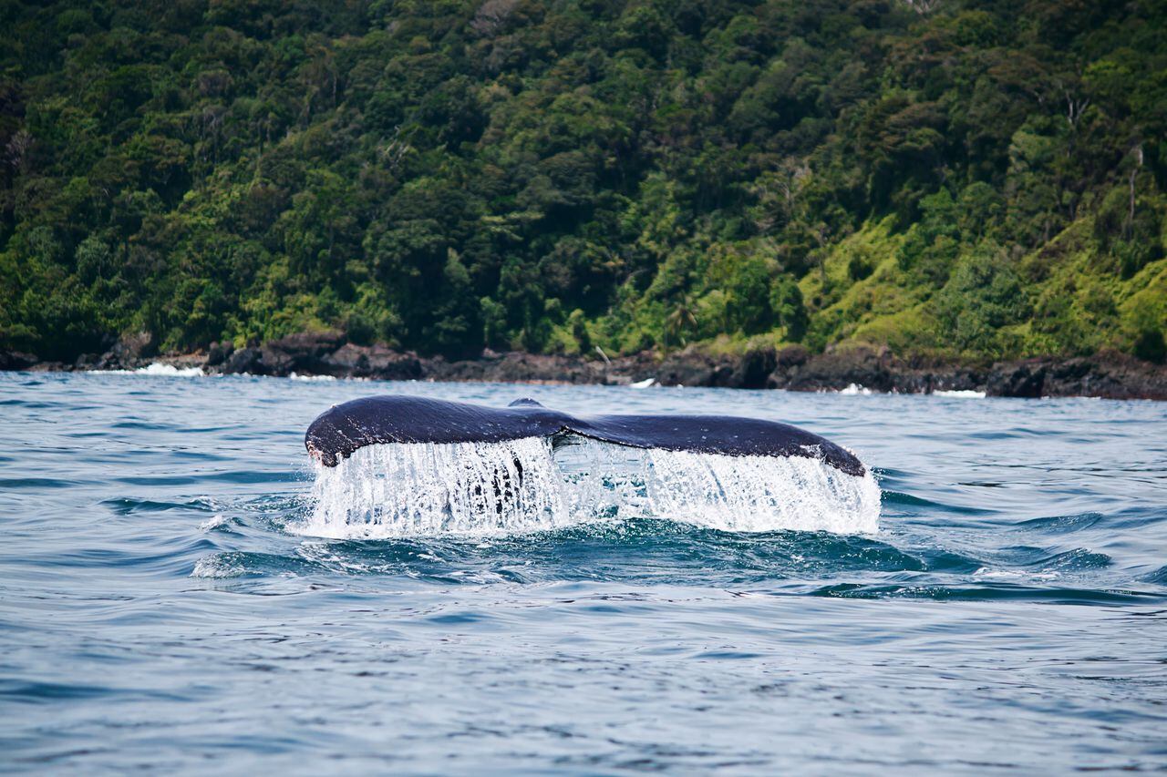 Más de tres mil ballenas llegan a las costas del Pacífico colombiano cada año.