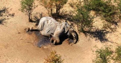 Elefante muerto en Botsuana
