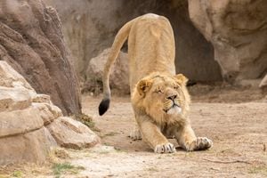 Los leones contagiados presentan síntomas leves.