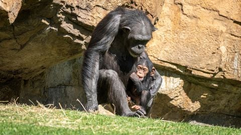 Una chimpancé del Bioparc de Valencia sigue de luto por la muerte de su bebé, tres meses después, al llevar su cuerpo en brazos.