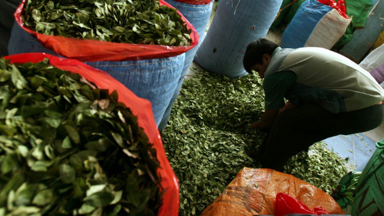 Producción de coca crece el 52 % en Colombia
