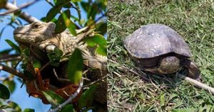 Las iguanas y tortugas hicoteas son los animales silvestres más consumidos en el Caribe. Fotos: MinAmbiente y Asocars.