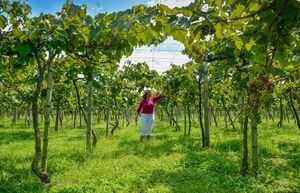 Doña Gladys dice que la uva se ha convertido en la única alternativa para que muchos campesinos de la zona alta de Guacarí, El Cerrito y Ginebra, puedan cambiar sus condiciones de vida.