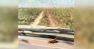 Miles de langostas se pueden observar en las zonas rurales de Vichada, especialmente en época de lluvias. Este tipo de insectos arrasa con pastos y cultivos. Foto: José Restrepo Chebair / ganadero del Vichada.
