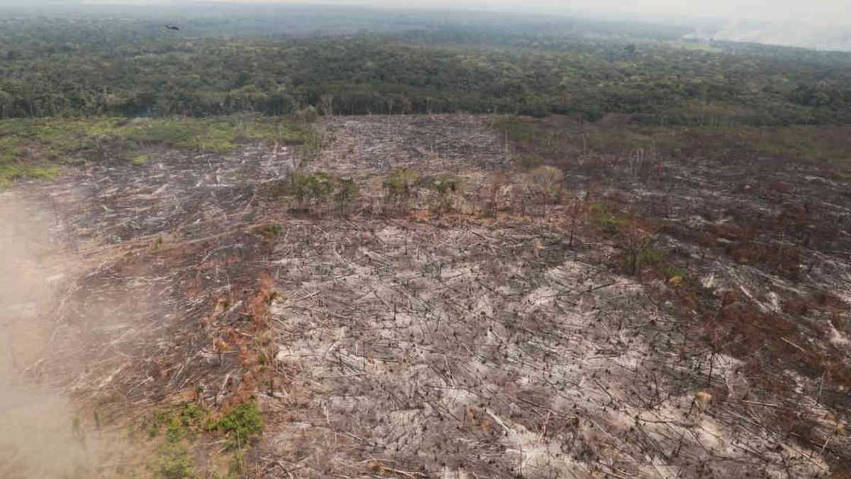 Cientos de hectáreas de bosque han sido deforestadas en la Serranía de Chiribiquete. Foto: Fiscalía General de la Nación- Colombia hoy