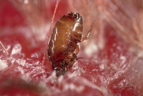 Las pulgas pueden causar tifus y peste.