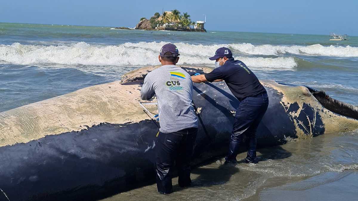 Hallan ballena muerta en playa de Córdoba