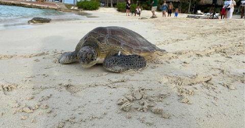 Liberación y protección de tortugas marinas